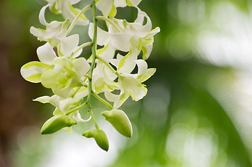 Image showing  orchid 