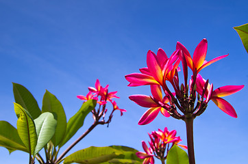 Image showing  flowers