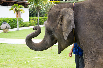 Image showing asian elephant