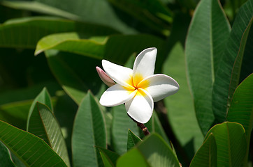 Image showing white plumeria flowers 
