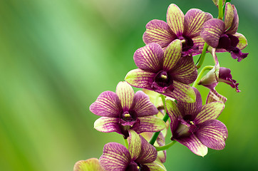 Image showing orchid 