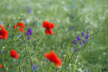 Image showing red poppy on cereal field