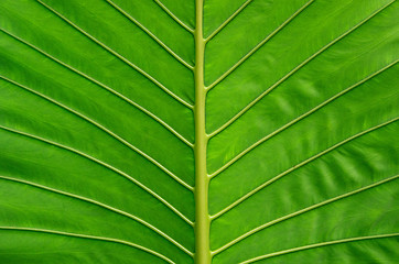 Image showing  green leaf 