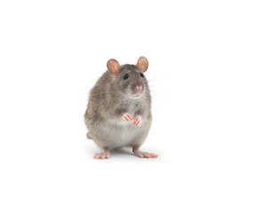 Image showing rat 