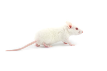 Image showing  rat 