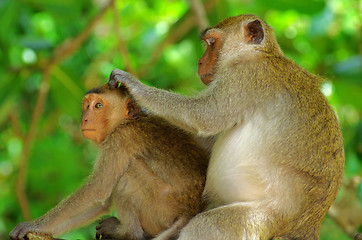 Image showing monkey 