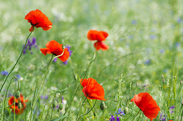 Image showing  red poppy 