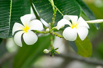 Image showing Frangipani flowers 