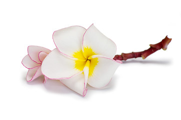 Image showing flower frangipani 