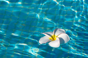 Image showing frangipani flower 