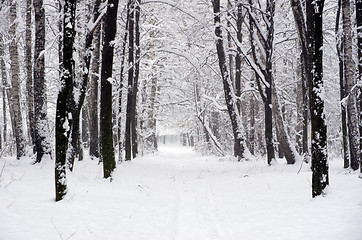 Image showing  winter forest  