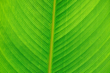 Image showing green leaf texture 