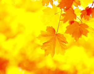 Image showing Autumn Background