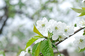 Image showing  cherry blossoms  