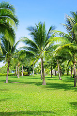 Image showing Garden