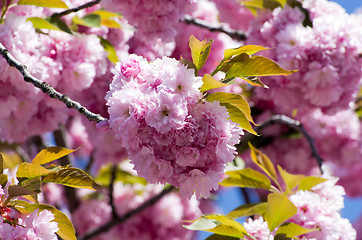 Image showing  flowers    