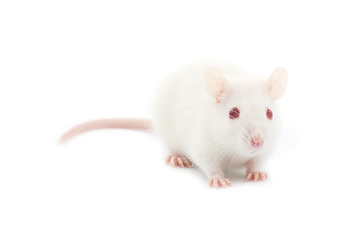 Image showing  rat 