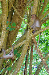 Image showing monkey 