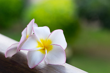 Image showing frangipani flowers 