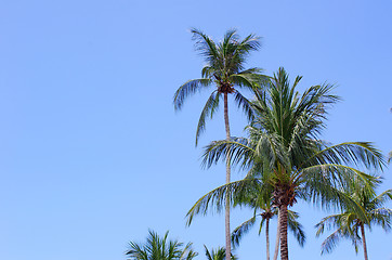 Image showing  palm tree 