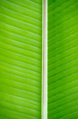 Image showing leaf texture 