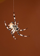 Image showing spider 