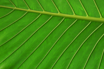 Image showing  green leaf 