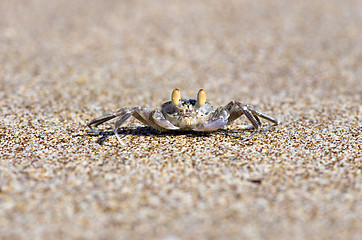 Image showing crab 