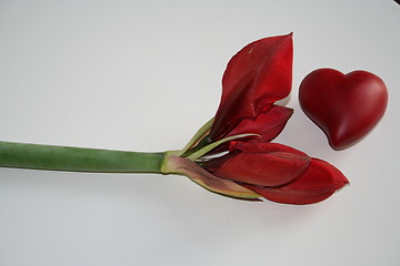 Image showing Amaryllis bud with Valentine heart