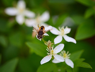 Image showing Fly on a white flower