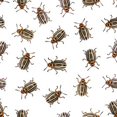 Image showing Seamless texture - Colorado beetle on a white