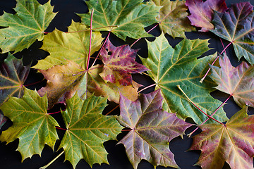 Image showing autumn maple leaves