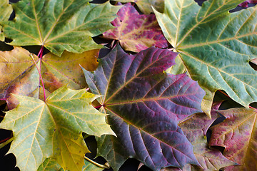 Image showing autumn maple leaves