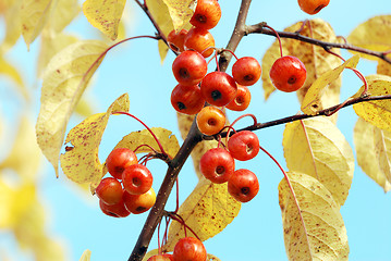 Image showing Red crab apples among yellow autumn foliage