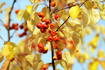 Image showing Red crab apples among yellow autumn leaves