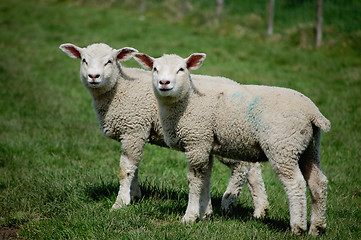 Image showing Twin lambs standing side by side in a field