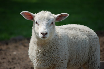 Image showing Curious lamb looking straight ahead