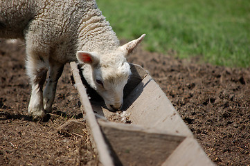 Image showing Lamb eating from a trough