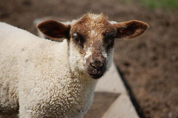 Image showing Young lamb with brown ears and nose