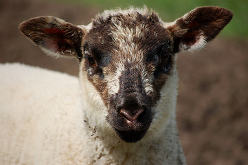 Image showing Lamb's face with black ears and nose