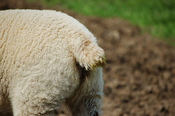 Image showing Closeup of a lamb's woolly tail