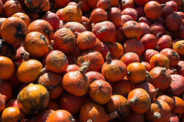 Image showing Heap of pumpkins