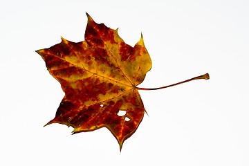 Image showing autumn maple leaf