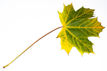 Image showing autumn maple leaf