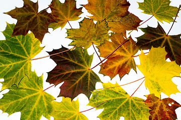 Image showing autumn maple leaves
