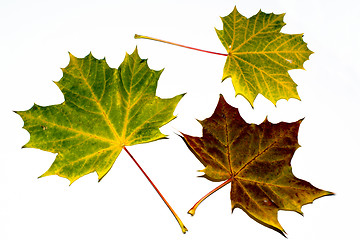 Image showing autumn maple leaves