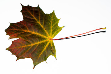 Image showing autumn maple leaf