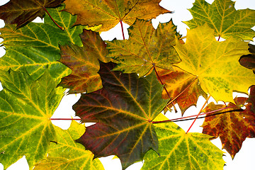 Image showing autumn maple leaves