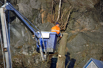 Image showing Man in lift - Cutting trees