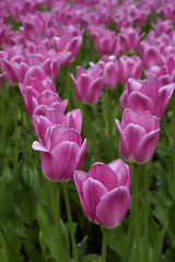 Image showing Pink Tulips